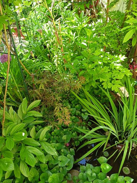 Orangeola - Grădina 2024 continuare 1