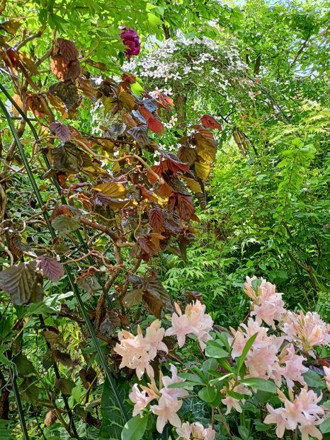  - Grădina 2024 continuare 1