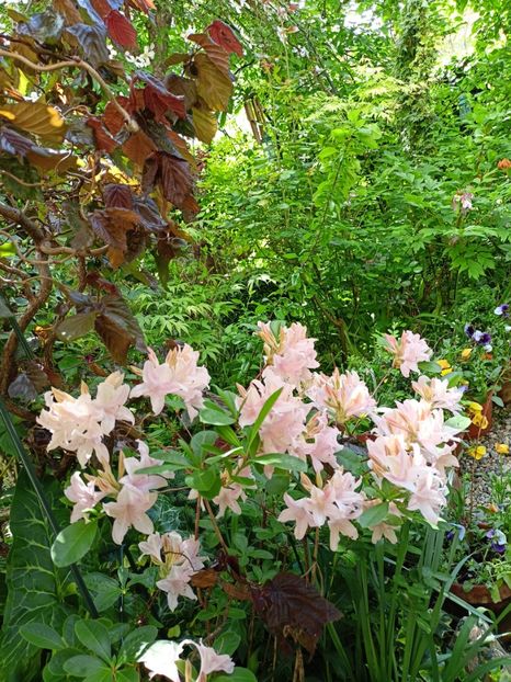  - Grădina 2024 continuare 1