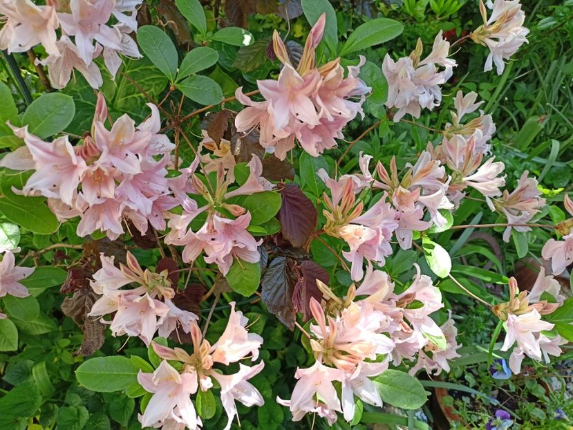 Azalea viscosum Soir de Paris - Grădina 2024 continuare 1