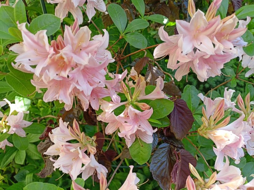  - Grădina 2024 continuare 1