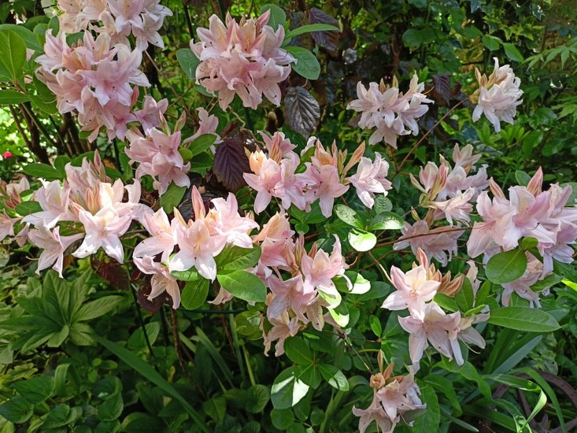  - Grădina 2024 continuare 1