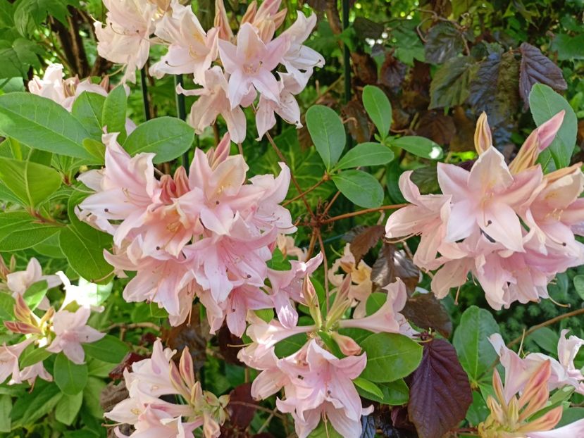  - Grădina 2024 continuare 1