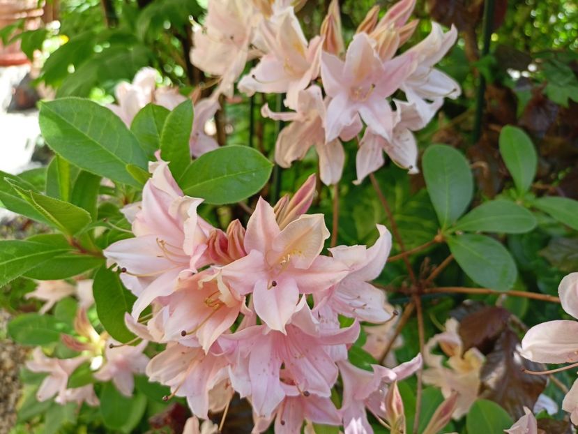  - Grădina 2024 continuare 1