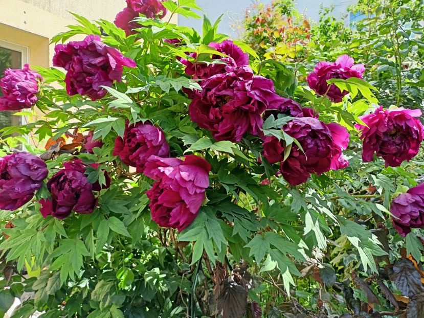 Shimadaijin, arbustiv - Grădina 2024 continuare 1