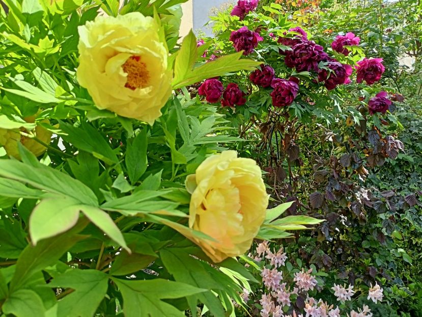  - Grădina 2024 continuare 1