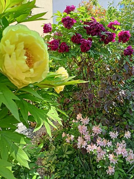  - Grădina 2024 continuare 1