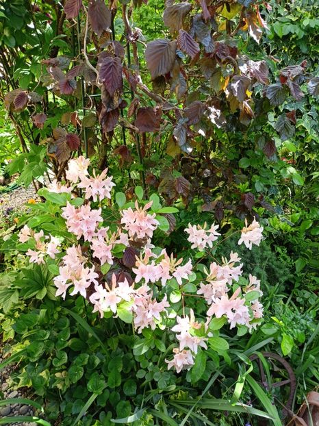  - Grădina 2024 continuare 1