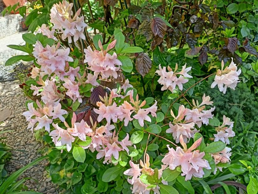  - Grădina 2024 continuare 1