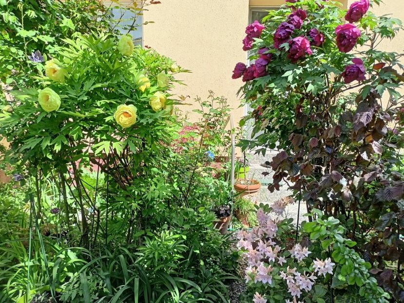  - Grădina 2024 continuare 1