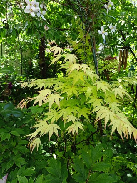  - Grădina 2024 continuare 1