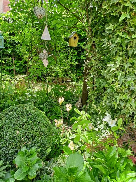  - Grădina 2024 continuare 1