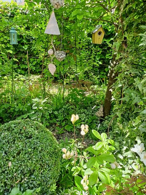  - Grădina 2024 continuare 1