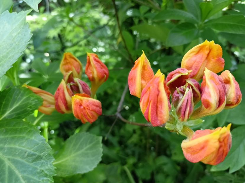 Azalea mollis Klondyke - Grădina 2024 continuare 1