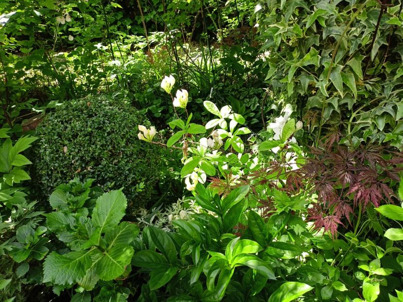  - Grădina 2024 continuare 1