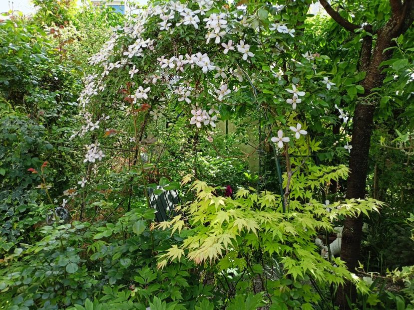 Orange Dream - Grădina 2024 continuare 1