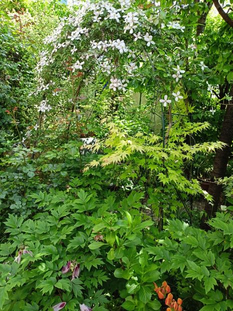  - Grădina 2024 continuare 1