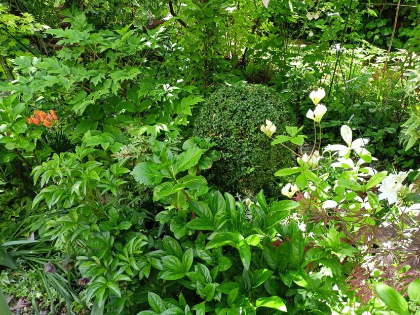  - Grădina 2024 continuare 1