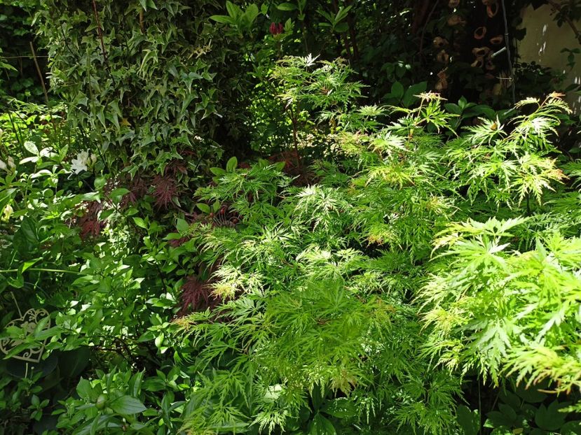 Seiryu - Grădina 2024 continuare 1