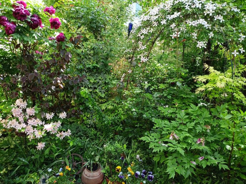  - Grădina 2024 continuare 1