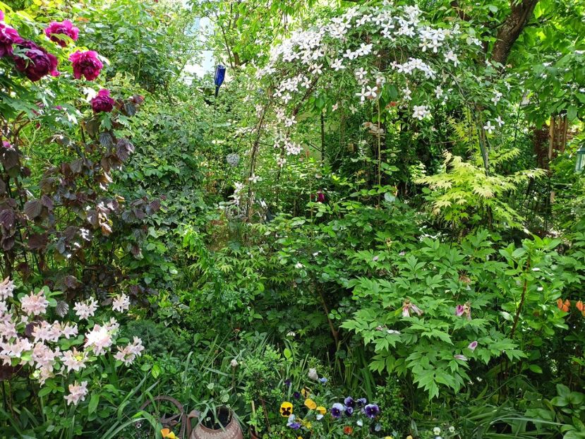  - Grădina 2024 continuare 1