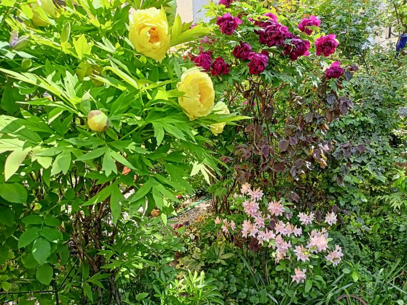  - Grădina 2024 continuare 1