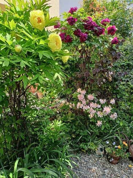  - Grădina 2024 continuare 1