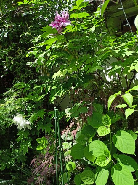  - Grădina 2024 continuare 1