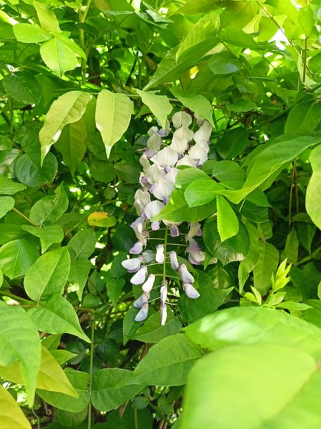  - Grădina 2024 continuare 1