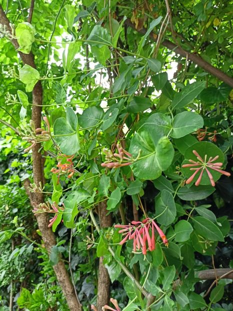 Dropmore Scarlett - Grădina 2024 continuare 1