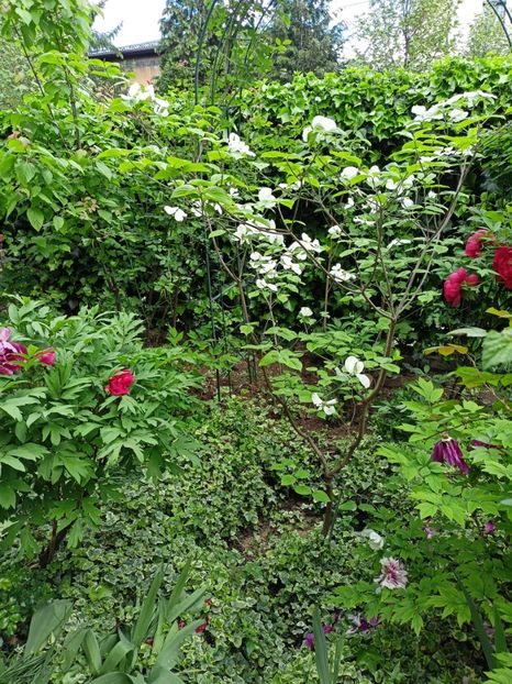  - Grădina 2024 continuare 1