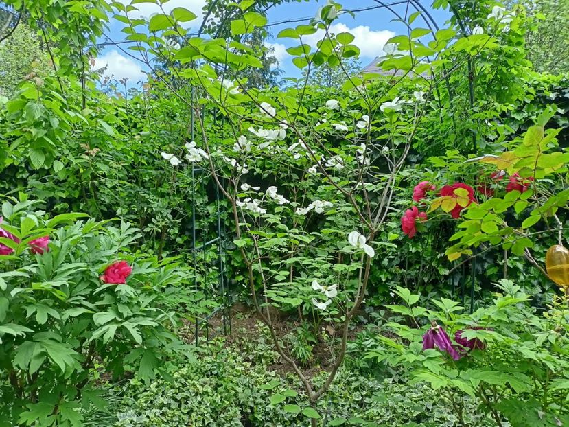  - Grădina 2024 continuare 1