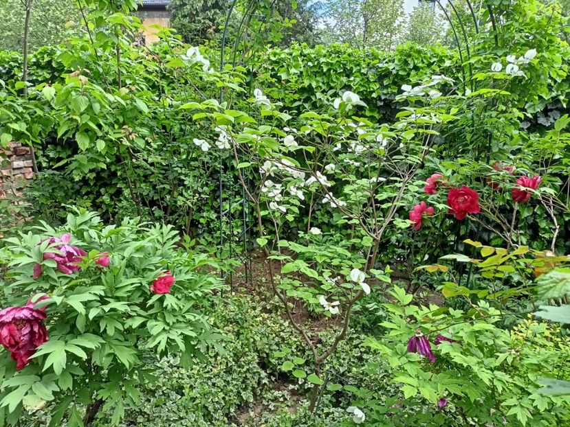  - Grădina 2024 continuare 1