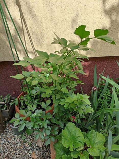 leuștean :-) - Grădina 2024 continuare 1