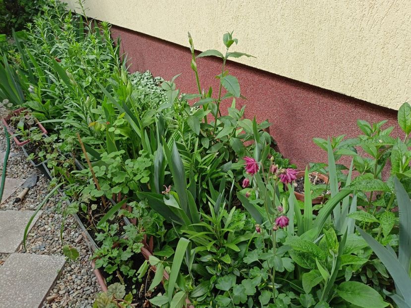  - Grădina 2024 continuare 1