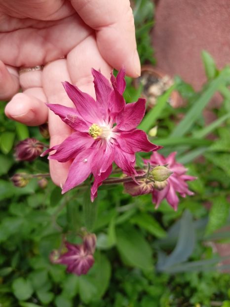 căldărușă Ruby Port - Grădina 2024 continuare 1