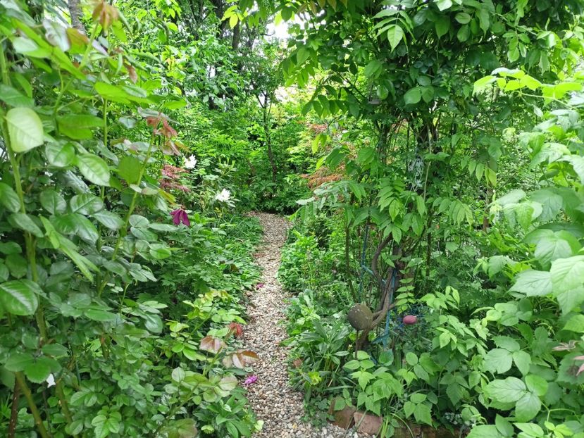  - Grădina 2024 continuare 1