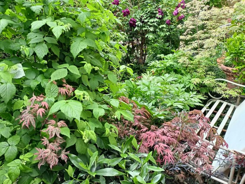  - Grădina 2024 continuare 1