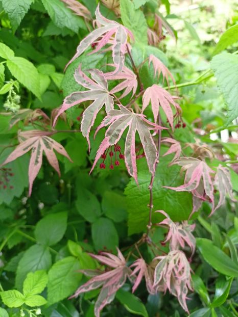 Shirazz - Grădina 2024 continuare 1