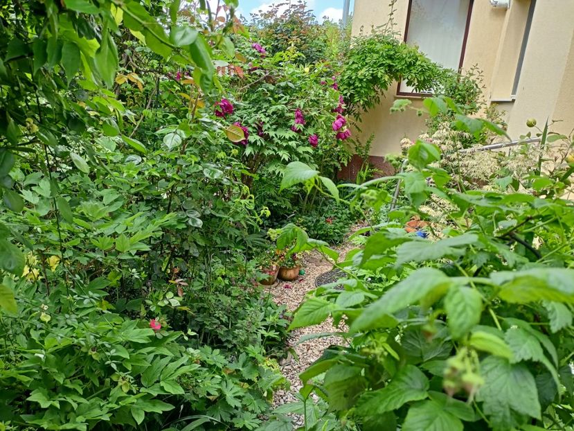  - Grădina 2024 continuare 1