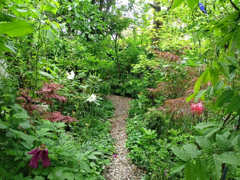  - Grădina 2024 continuare 1