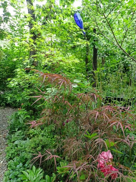 Hubbs Red Willow - Grădina 2024 continuare 1