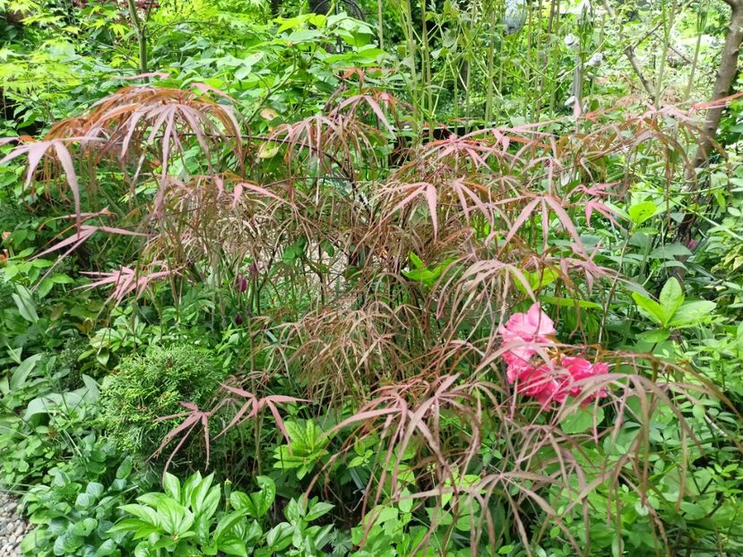  - Grădina 2024 continuare 1