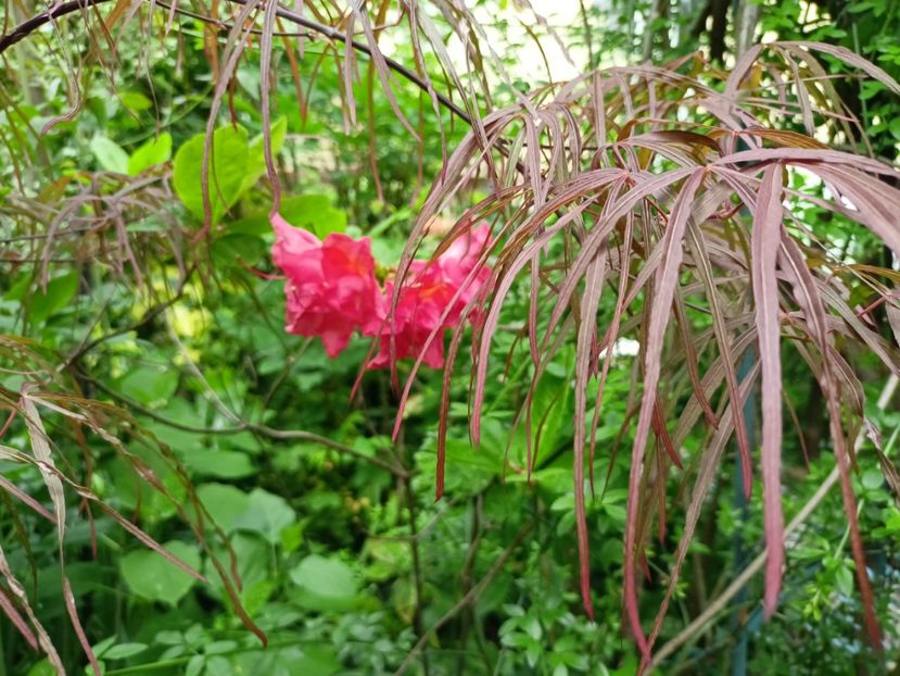  - Grădina 2024 continuare 1