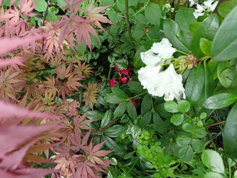  - Grădina 2024 continuare 1