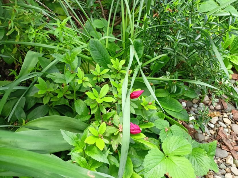  - Grădina 2024 continuare 1