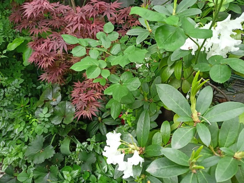 Pixie - Grădina 2024 continuare 1