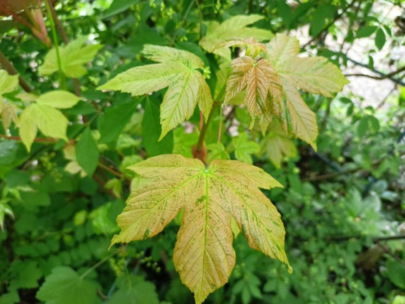  - Grădina 2024 continuare 1