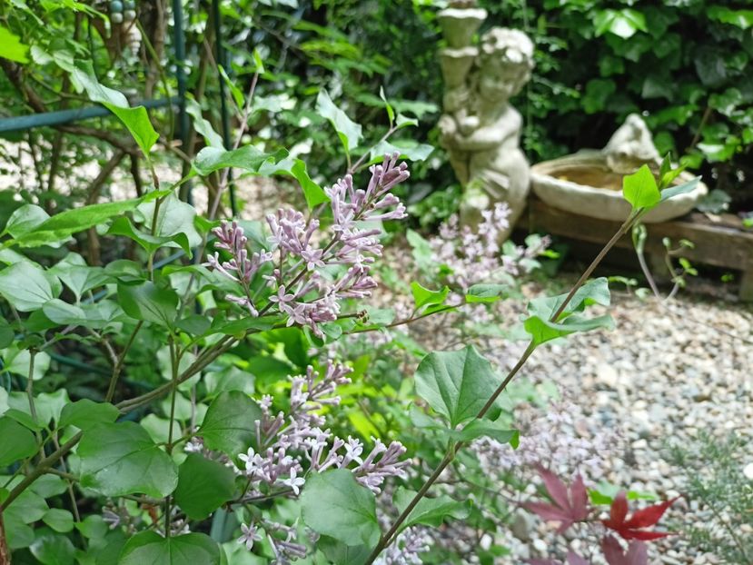 Liliac pitic korean - Grădina 2024 continuare 1