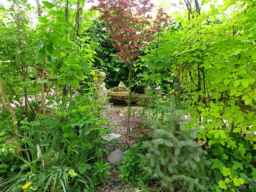  - Grădina 2024 continuare 1